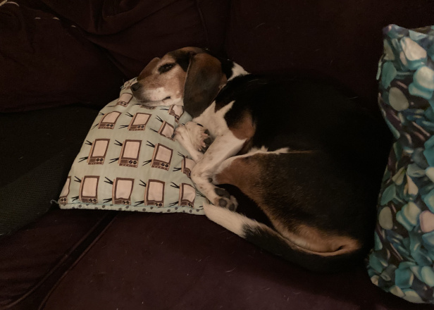 Lola's reaction to the Tune X Podcast recording session in progress'